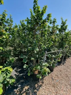Perzisch IJzerhout Als Struik (Parrotia Persica) -Tuinplantenwinkel parrotia persica 2