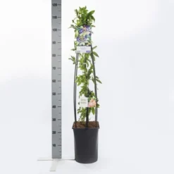 Passiebloem (Passiflora Caerulea) 11 Passiebloem (Passiflora Caerulea) -Tuinplantenwinkel passiflora caerulea1.00 1.25