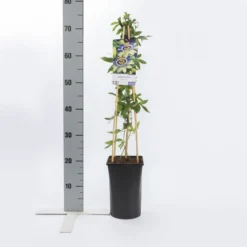 Passiebloem (Passiflora Caerulea) 10 Passiebloem (Passiflora Caerulea) -Tuinplantenwinkel passiflora caerulea