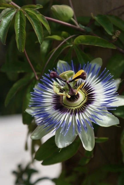 Passiebloem (Passiflora Caerulea) 5 Passiebloem (Passiflora Caerulea) - Afbeelding 5
