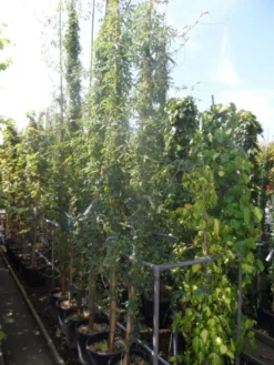 Passiebloem (Passiflora Caerulea) 14 Passiebloem (Passiflora Caerulea) -Tuinplantenwinkel passiflora caerulea 300 400 c25