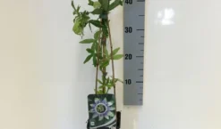 Passiebloem (Passiflora Caerulea) 15 Passiebloem (Passiflora Caerulea) -Tuinplantenwinkel passiflora caerulea 50 60 c2 1