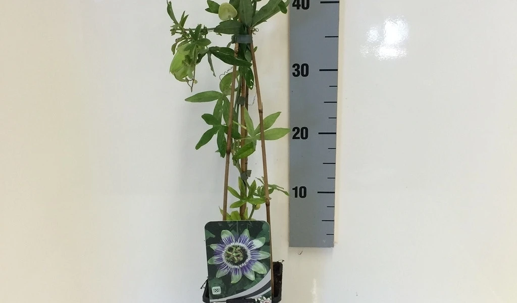 Passiebloem (Passiflora Caerulea) 8 Passiebloem (Passiflora Caerulea) - Afbeelding 8