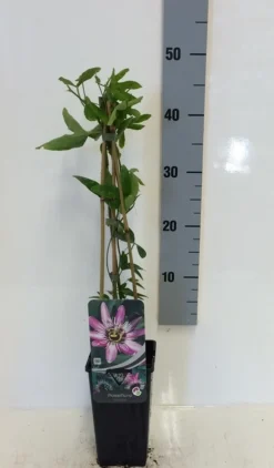 Passiebloem (Passiflora 'Victoria') 5 Passiebloem (Passiflora 'Victoria') -Tuinplantenwinkel passiflora victoria 50 60 c2