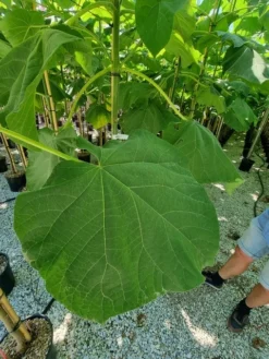 Anna Paulownaboom (Paulownia Fortunei 'Fast Blue') -Tuinplantenwinkel paulownia fortunei fast blue 2 1