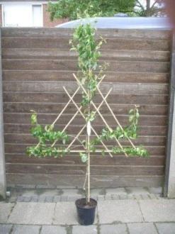 Lei-Peer (Pyrus Communis 'Beurre Hardy') -Tuinplantenwinkel peer leirek