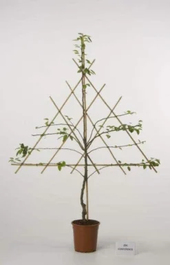 Lei-Peer (Pyrus Communis 'Bonne Louise D'Avranches') -Tuinplantenwinkel peer leirek 2 1