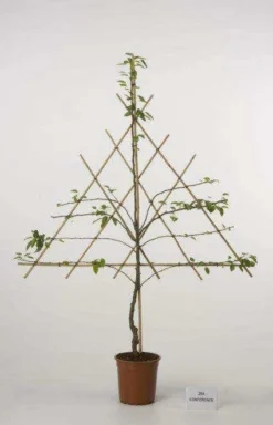 Lei-Peer (Pyrus Communis 'Doyenne Du Comice') -Tuinplantenwinkel peer leirek 2 4