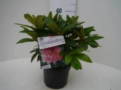 Rhododendron (Rhododendron 'Percy Wiseman') -Tuinplantenwinkel percy wiseman c2 voor 1