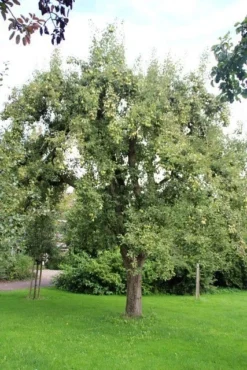 Wilde Perenboom (Pyrus Communis) 21 Wilde Perenboom (Pyrus Communis) -Tuinplantenwinkel perenboom 2 1