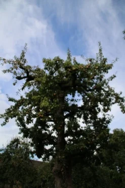 Wilde Perenboom (Pyrus Communis) -Tuinplantenwinkel perenboom 4 2