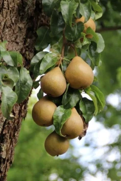 Wilde Perenboom (Pyrus Communis) -Tuinplantenwinkel perenboom 5 2