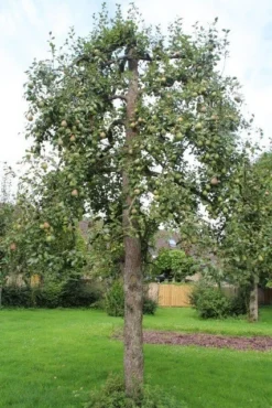 Wilde Perenboom (Pyrus Communis) -Tuinplantenwinkel perenboom 6 2