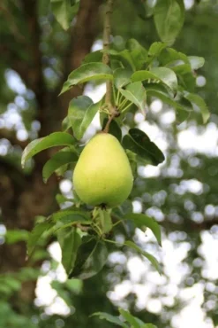 Wilde Perenboom (Pyrus Communis) -Tuinplantenwinkel perenboom 7 2