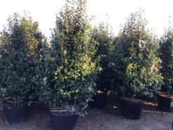 Camelia (Camellia Japonica ‘Perfection White’) 7 Camelia (Camellia Japonica ‘Perfection White’) -Tuinplantenwinkel perfectionwhite200cm