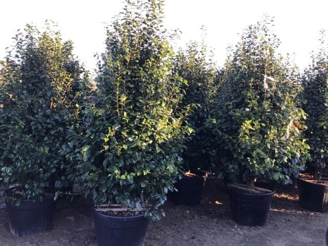 Camelia (Camellia Japonica ‘Perfection White’) 4 Camelia (Camellia Japonica ‘Perfection White’) - Afbeelding 4