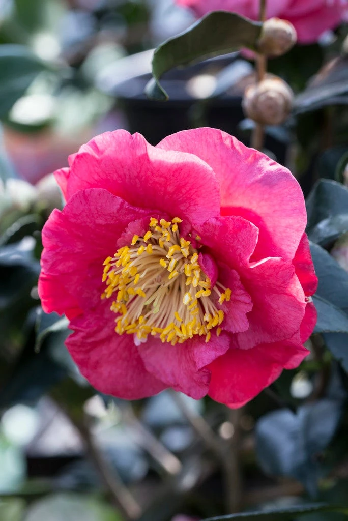 Camelia (Camellia Japonica 'R.L. Wheeler') 1 Camelia (Camellia Japonica 'R.L. Wheeler')