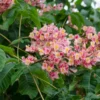 Rode Paardenkastanje Als Struik (Aesculus Carnea 'Briotii')