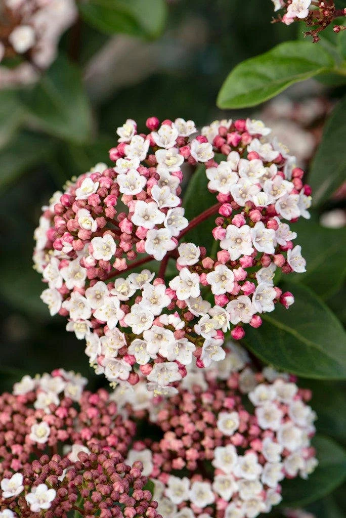 Groenblijvende Sneeuwbal (Viburnum Tinus 'Eve Price') 1 Groenblijvende Sneeuwbal (Viburnum Tinus 'Eve Price')