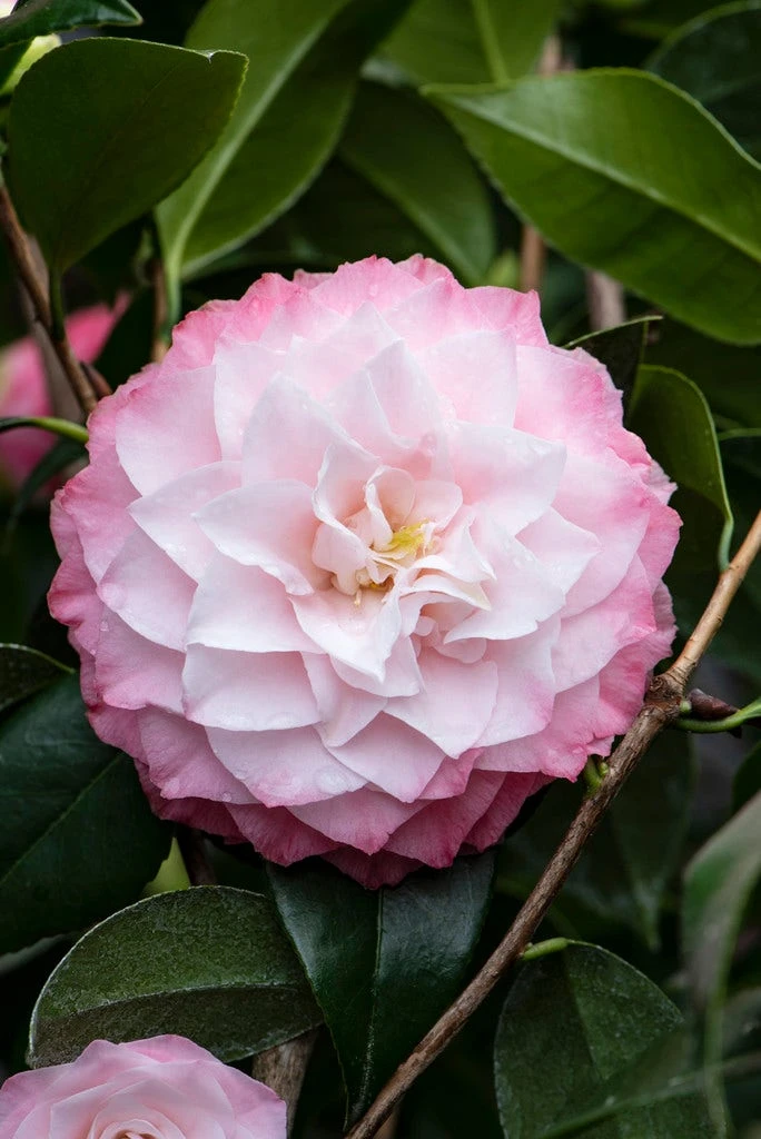Camelia (Camellia Japonica 'Nuccio's Pearl') 1 Camelia (Camellia Japonica 'Nuccio's Pearl')