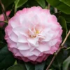 Camelia (Camellia Japonica 'Nuccio's Pearl')