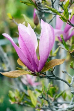 Meerstammige Beverboom (Magnolia 'Susan') -Tuinplantenwinkel phbe06930 2