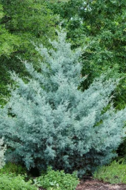 Cipres (Cupressus Arizonica 'Glauca')