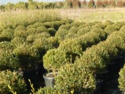 Steenlinde Als Bol (Phillyrea Angustifolia) 13 Steenlinde Als Bol (Phillyrea Angustifolia) -Tuinplantenwinkel phillyrea angustifolia 1 1