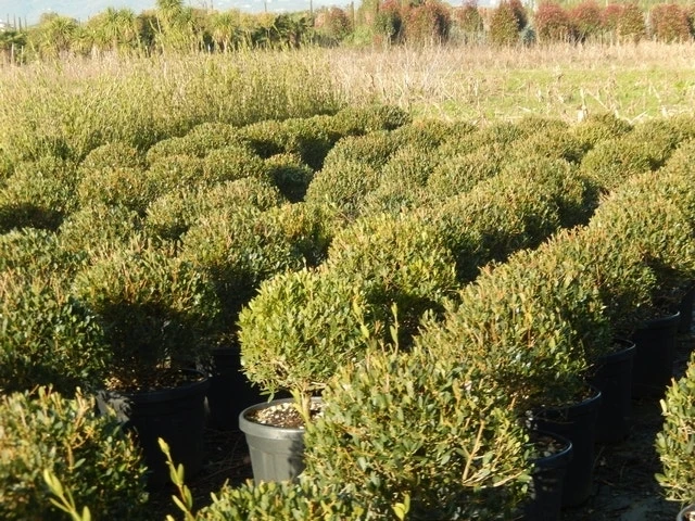 Steenlinde Als Bol (Phillyrea Angustifolia) 7 Steenlinde Als Bol (Phillyrea Angustifolia) - Afbeelding 7