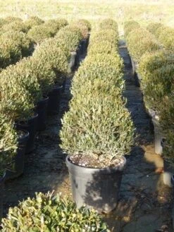 Steenlinde Als Bol (Phillyrea Angustifolia) 12 Steenlinde Als Bol (Phillyrea Angustifolia) -Tuinplantenwinkel phillyrea angustifolia 3