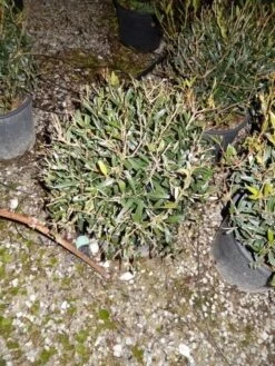 Steenlinde Als Bol (Phillyrea Angustifolia) 9 Steenlinde Als Bol (Phillyrea Angustifolia) -Tuinplantenwinkel phillyrea angustifolia bol 1