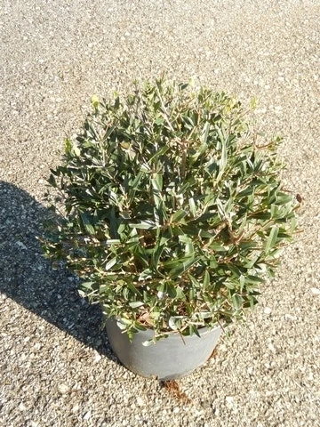 Steenlinde Als Bol (Phillyrea Angustifolia) 2 Steenlinde Als Bol (Phillyrea Angustifolia) - Afbeelding 2