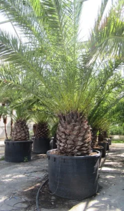 Canarische Dadelpalm (Phoenix Canariensis) -Tuinplantenwinkel phoenix canariensi