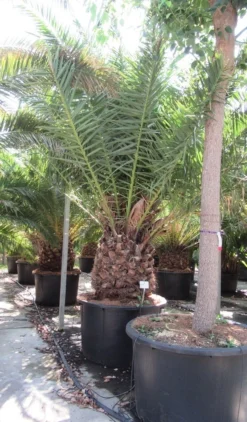Canarische Dadelpalm (Phoenix Canariensis) -Tuinplantenwinkel phoenix canariensi 2
