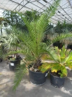 Canarische Dadelpalm (Phoenix Canariensis) -Tuinplantenwinkel phoenix canariensis 150 200 c90