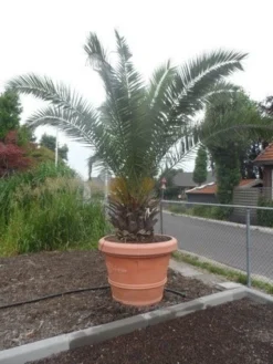 Canarische Dadelpalm (Phoenix Canariensis) -Tuinplantenwinkel phoenix canariensis 250 300 c500 solitair