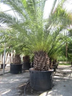 Canarische Dadelpalm (Phoenix Canariensis) -Tuinplantenwinkel phoenix canariensis 2