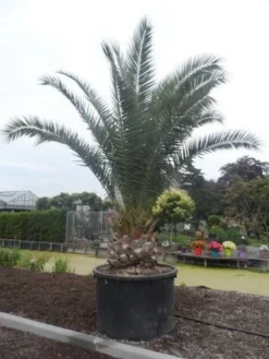 Canarische Dadelpalm (Phoenix Canariensis) -Tuinplantenwinkel phoenix canariensis 350 400 c1000 solitair