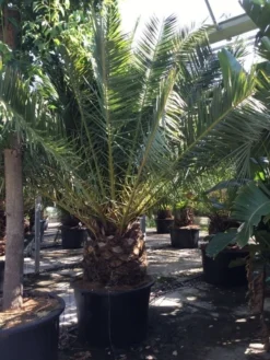Canarische Dadelpalm (Phoenix Canariensis) -Tuinplantenwinkel phoenix canariensis 350400cm