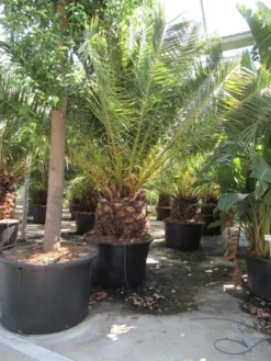 Canarische Dadelpalm (Phoenix Canariensis) -Tuinplantenwinkel phoenix canariensis 3