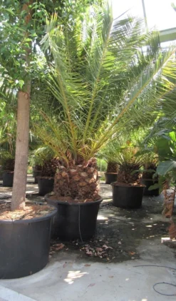 Canarische Dadelpalm (Phoenix Canariensis) -Tuinplantenwinkel phoenix canariensis 4