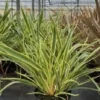Nieuw-Zeelands Vlas (Phormium 'Duet')