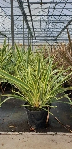 Nieuw-Zeelands Vlas (Phormium 'Duet')