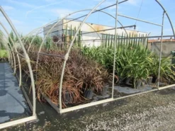 Nieuw Zeelands Vlas (Phormium Tenax 'Purpureum') 12 Nieuw Zeelands Vlas (Phormium Tenax 'Purpureum') -Tuinplantenwinkel phormium 1 1