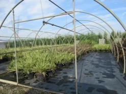 Nieuw Zeelands Vlas (Phormium Tenax) -Tuinplantenwinkel phormium 2