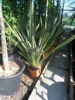 Nieuw Zeelands Vlas (Phormium Tenax) -Tuinplantenwinkel phormium tenax c7