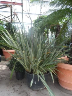 Nieuw Zeelands Vlas (Phormium Tenax 'Variegatum') 7 Nieuw Zeelands Vlas (Phormium Tenax 'Variegatum') -Tuinplantenwinkel phormium tenax variegatum 150 200 c240 1