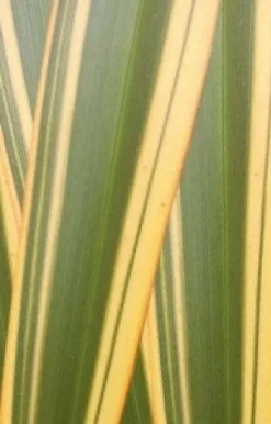 Nieuw Zeelands Vlas (Phormium Tenax 'Golden Ray') 5 Nieuw Zeelands Vlas (Phormium Tenax 'Golden Ray') -Tuinplantenwinkel phorniumtenaxgr01 2