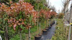 Glansmispel Op Stam (Photinia Fraseri 'Red Robin') -Tuinplantenwinkel photinia 1