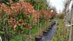 Glansmispel Op Stam (Photinia Fraseri 'Red Robin') 22 Glansmispel Op Stam (Photinia Fraseri 'Red Robin') -Tuinplantenwinkel photinia 2